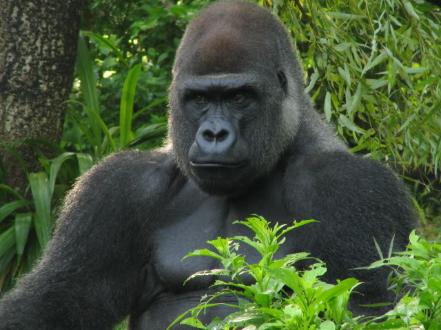 My Favorite Animal Kingdom&nbsp;restaurant