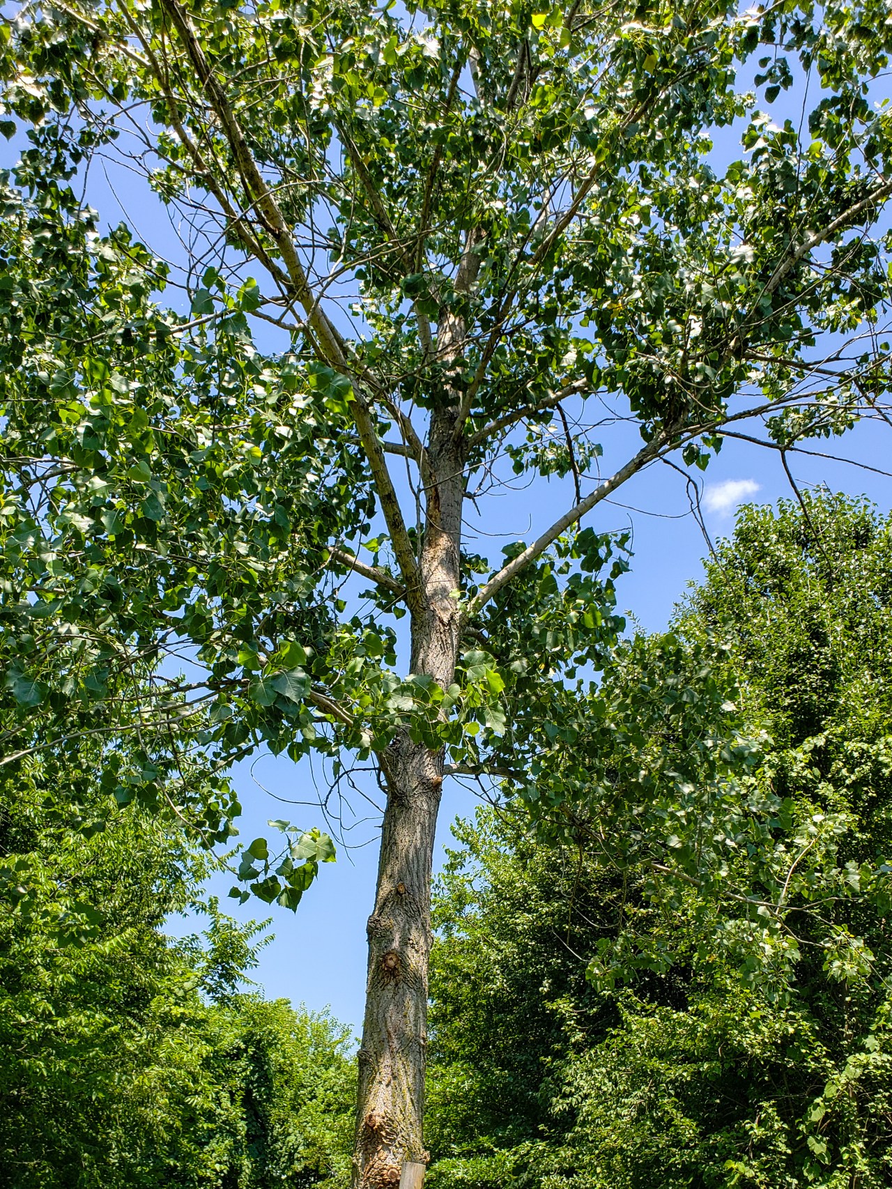 LRM_EXPORT_20180702_152834